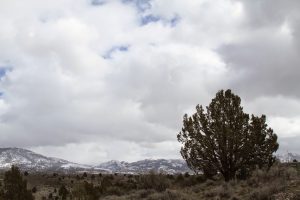 Photograph of snow on Warner Mountains, March 23, 2015 by Paula O. Murphy